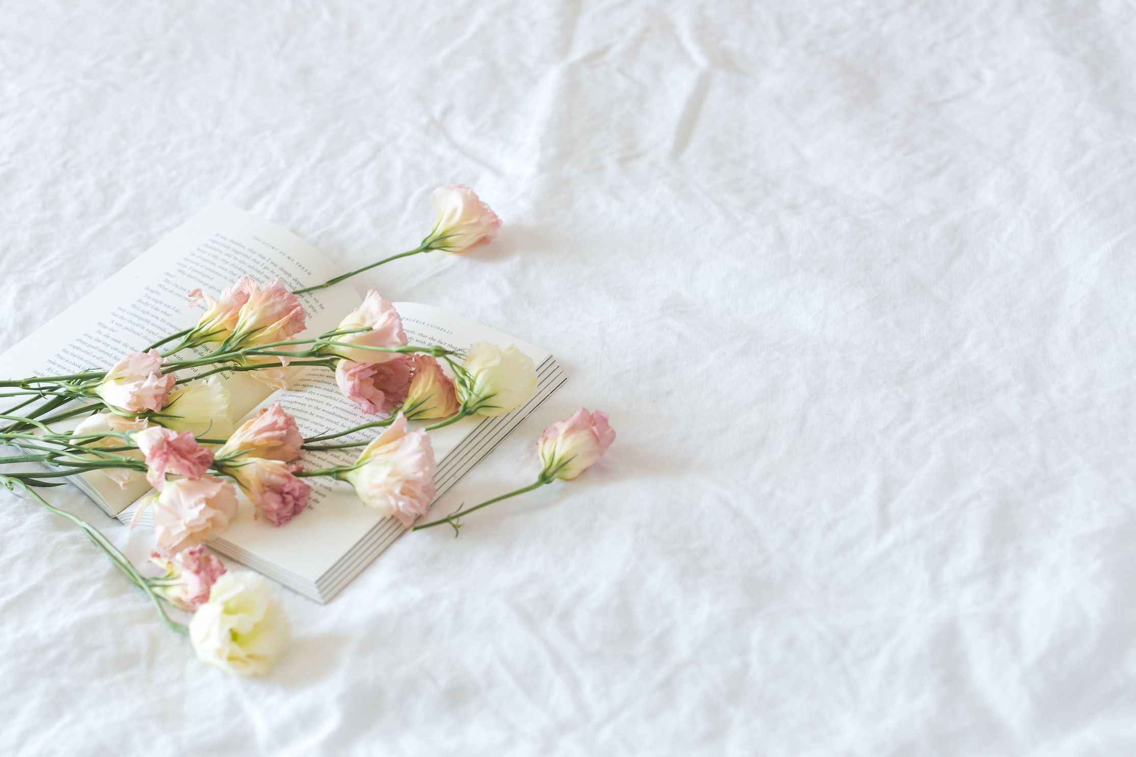 White and Pink Flowers Above Book